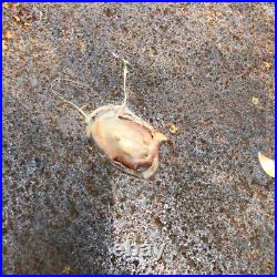 Vintage Christmas Tree Stand 1940s 1950s Tin Litho Rare Design